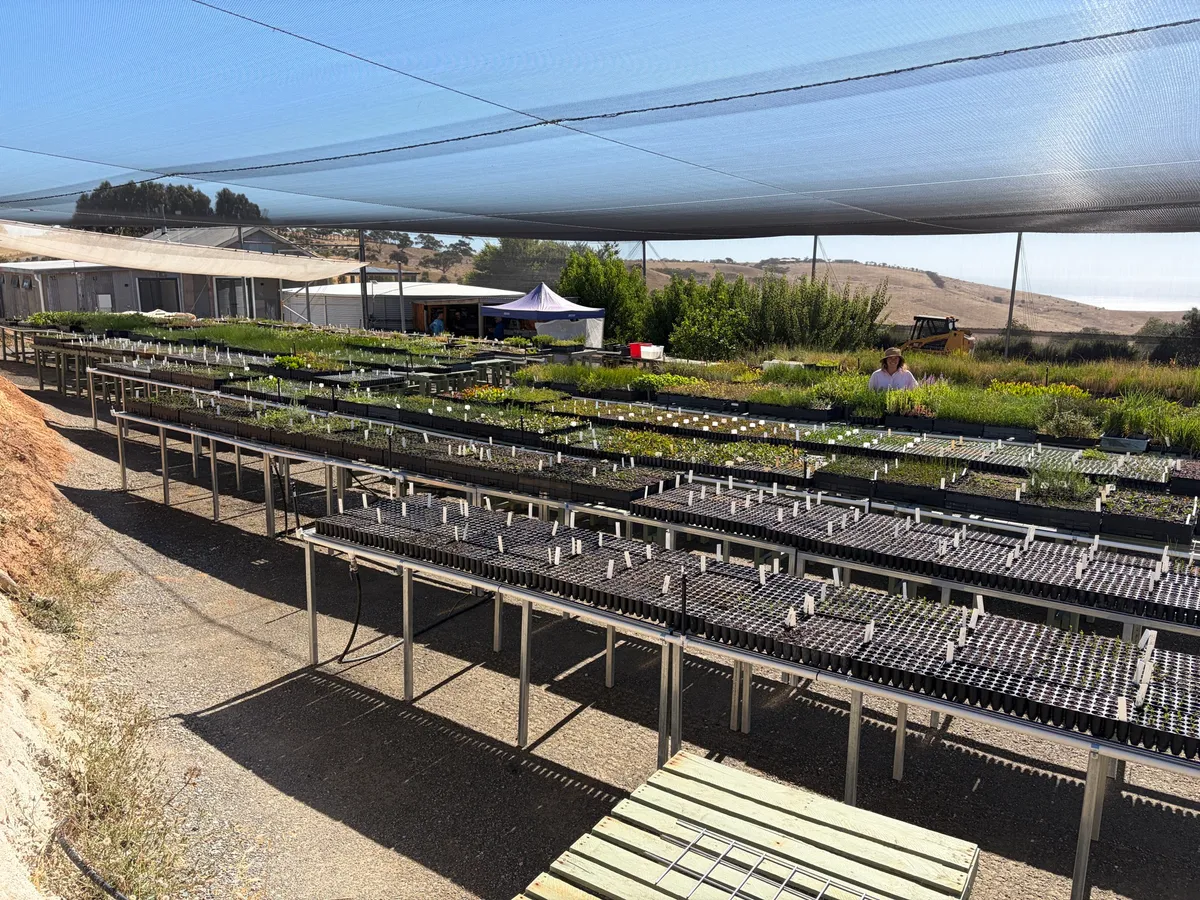 Benches of seedlings at The Forktree Project Nursery