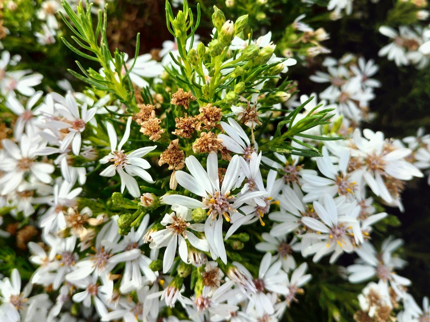 Native Olearia flowers at The Forktree Project