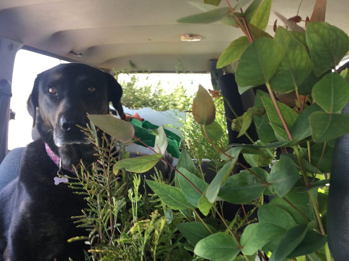 FIRST BATCH OF SAPLINGS MAKE THEIR WAY TO FORKTREE