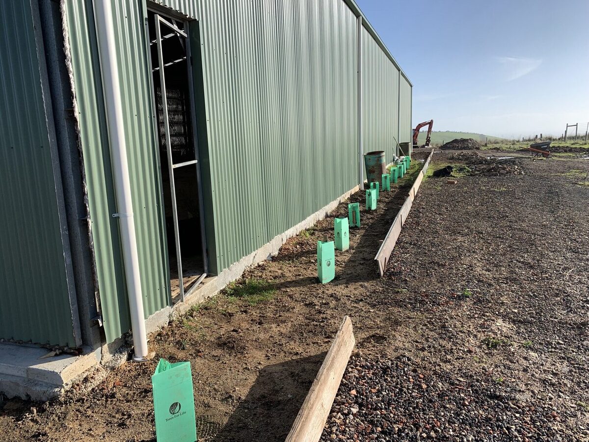 FIRST SAPLINGS IN POSITION