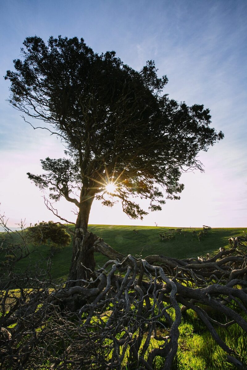 FORKTREE PROJECT GRANTED CHARITY STATUS