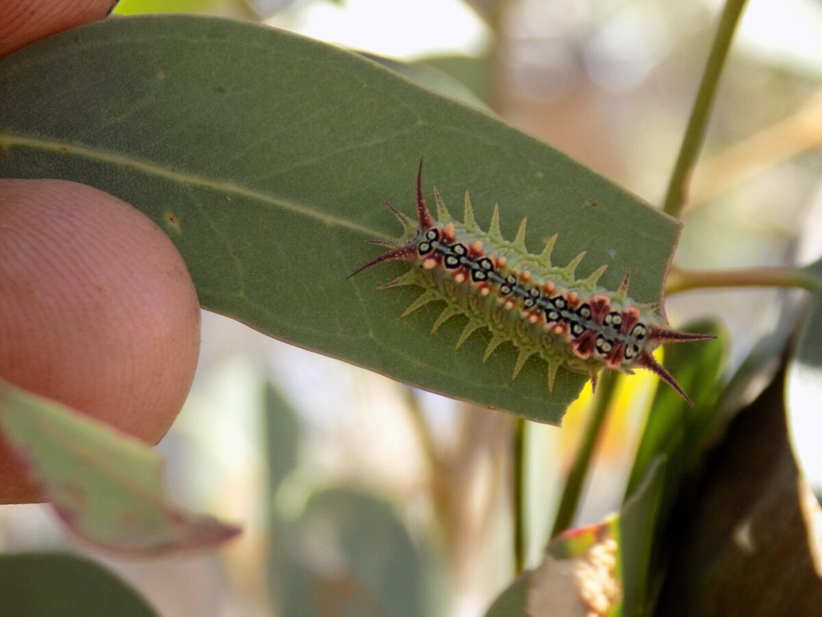 Forktree's 40th Lepidoptera species