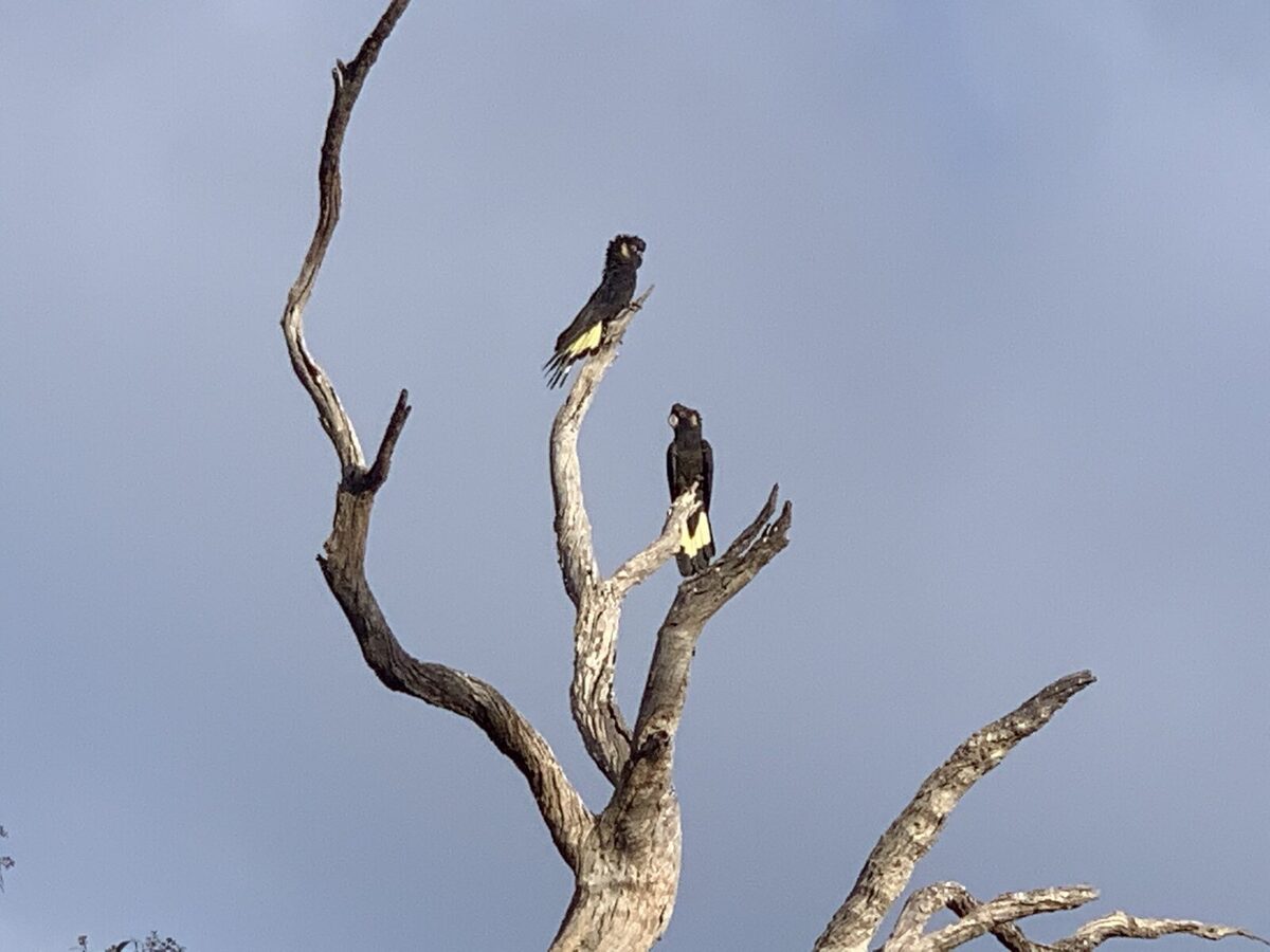 Forktree's First Threatened Bird Species