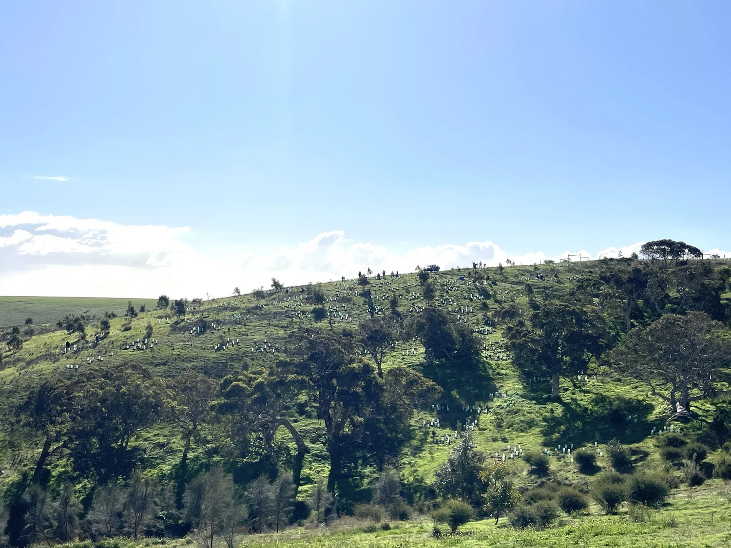Friends of Forktree Planting Day 2024