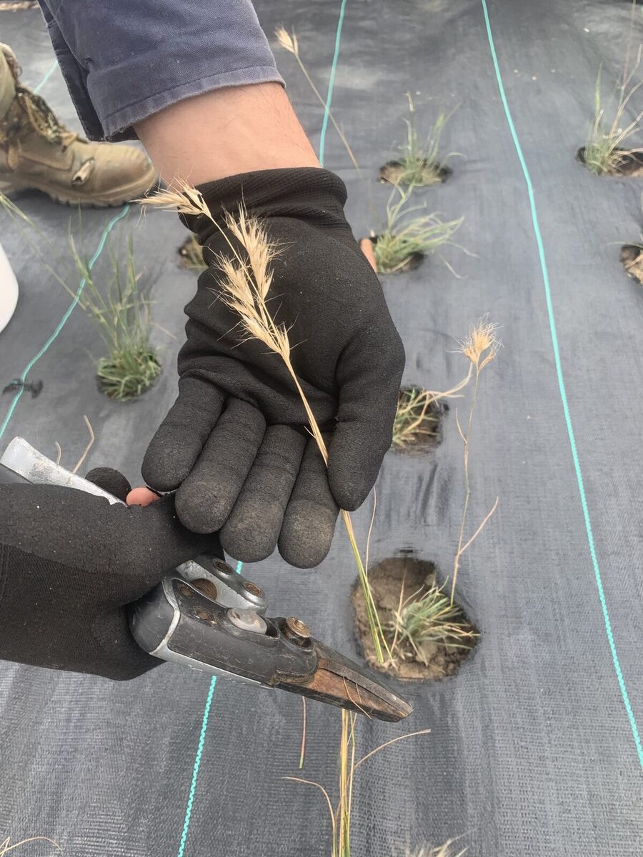 Grass seed harvest
