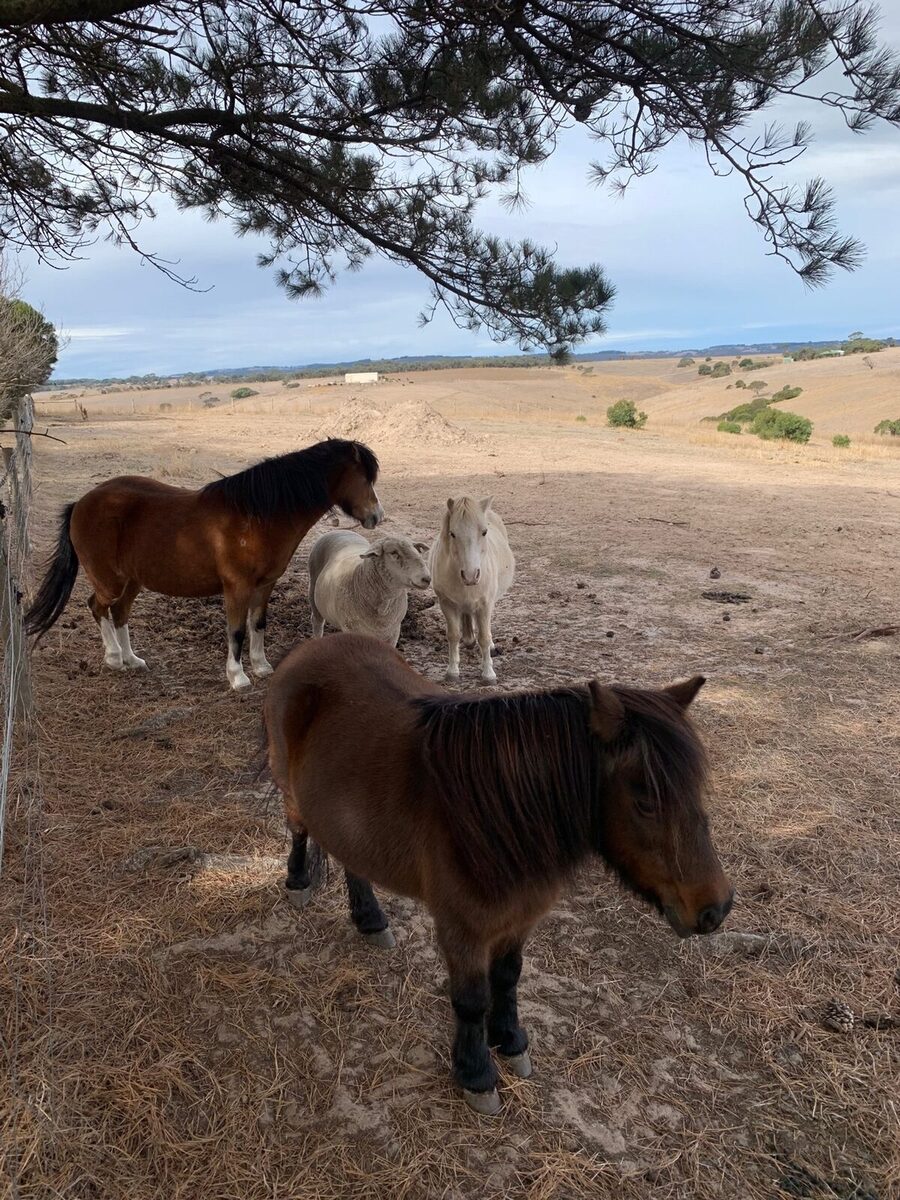 New friends at Forktree