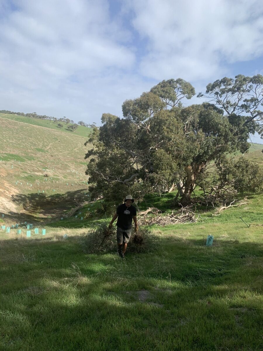 OLIVE ERADICATION