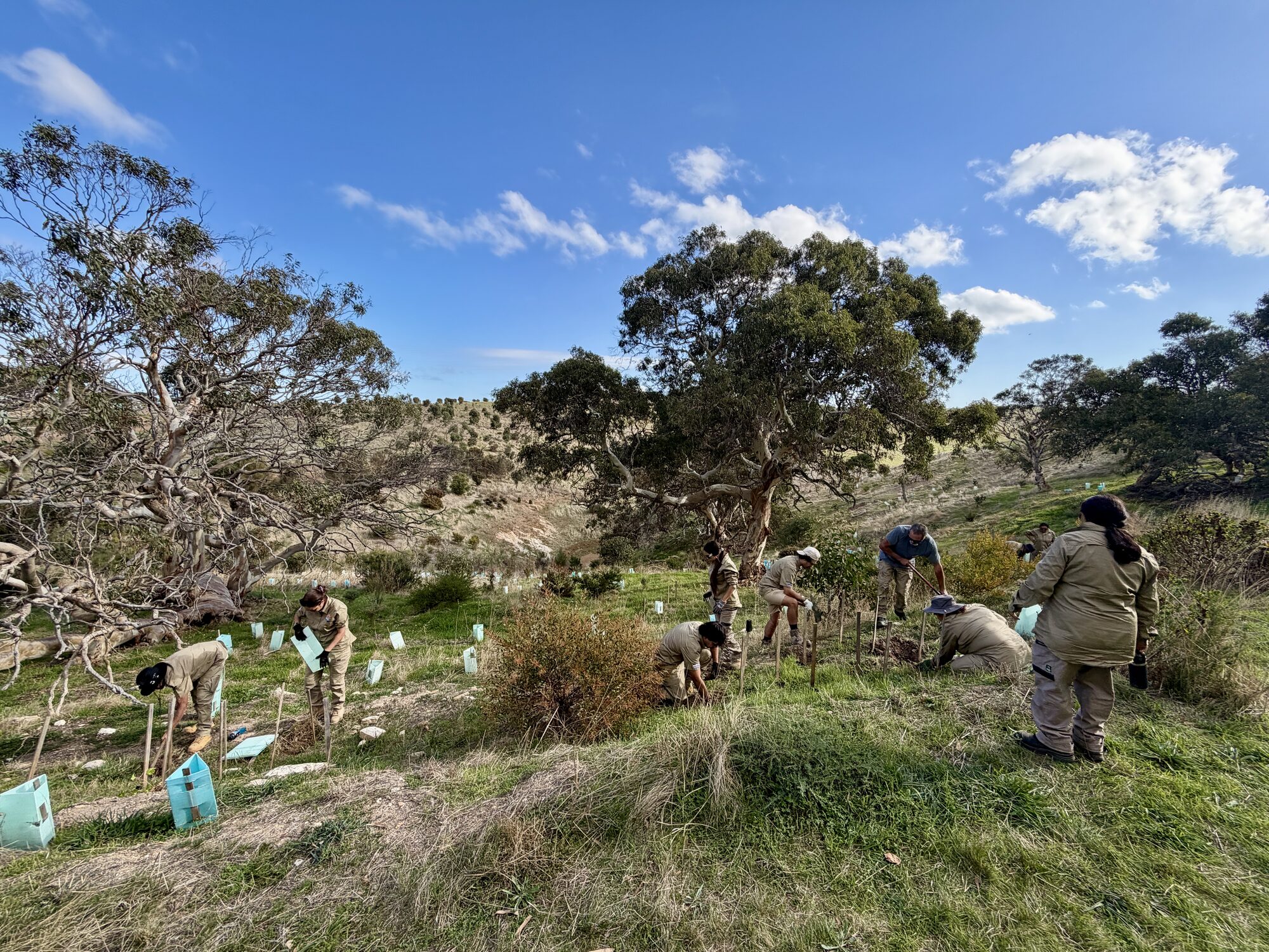The Forktree Project team planting native species across the Forktree landscape.
