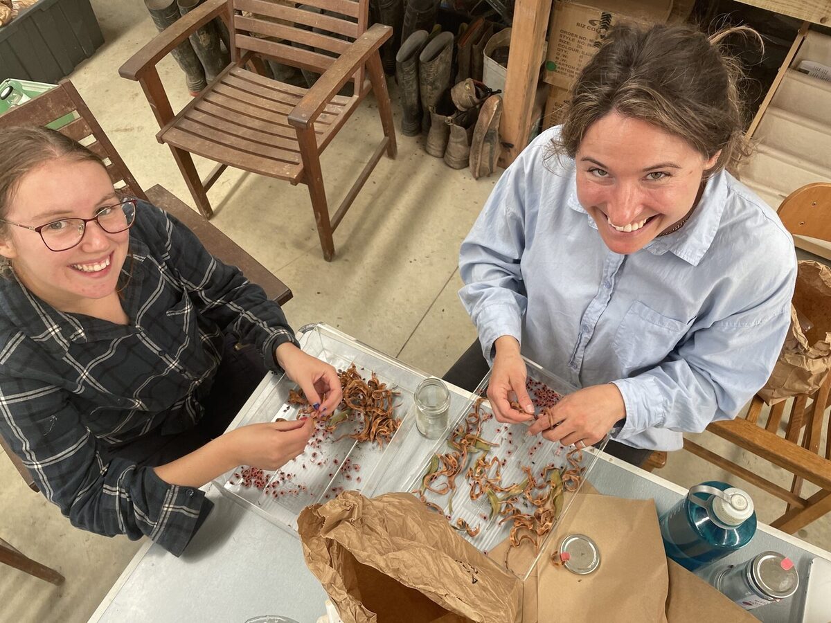 Seed cleaning