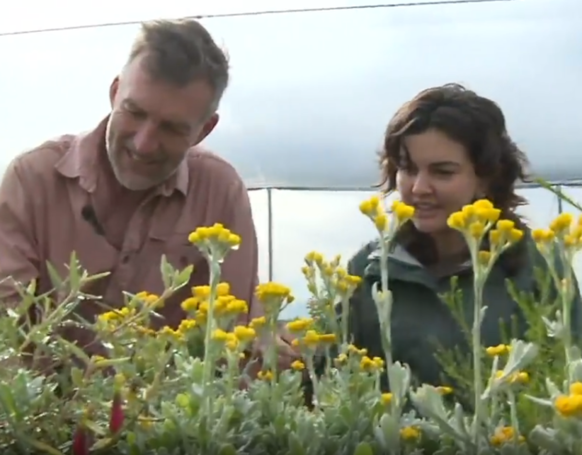 The Forktree Project on SBS News