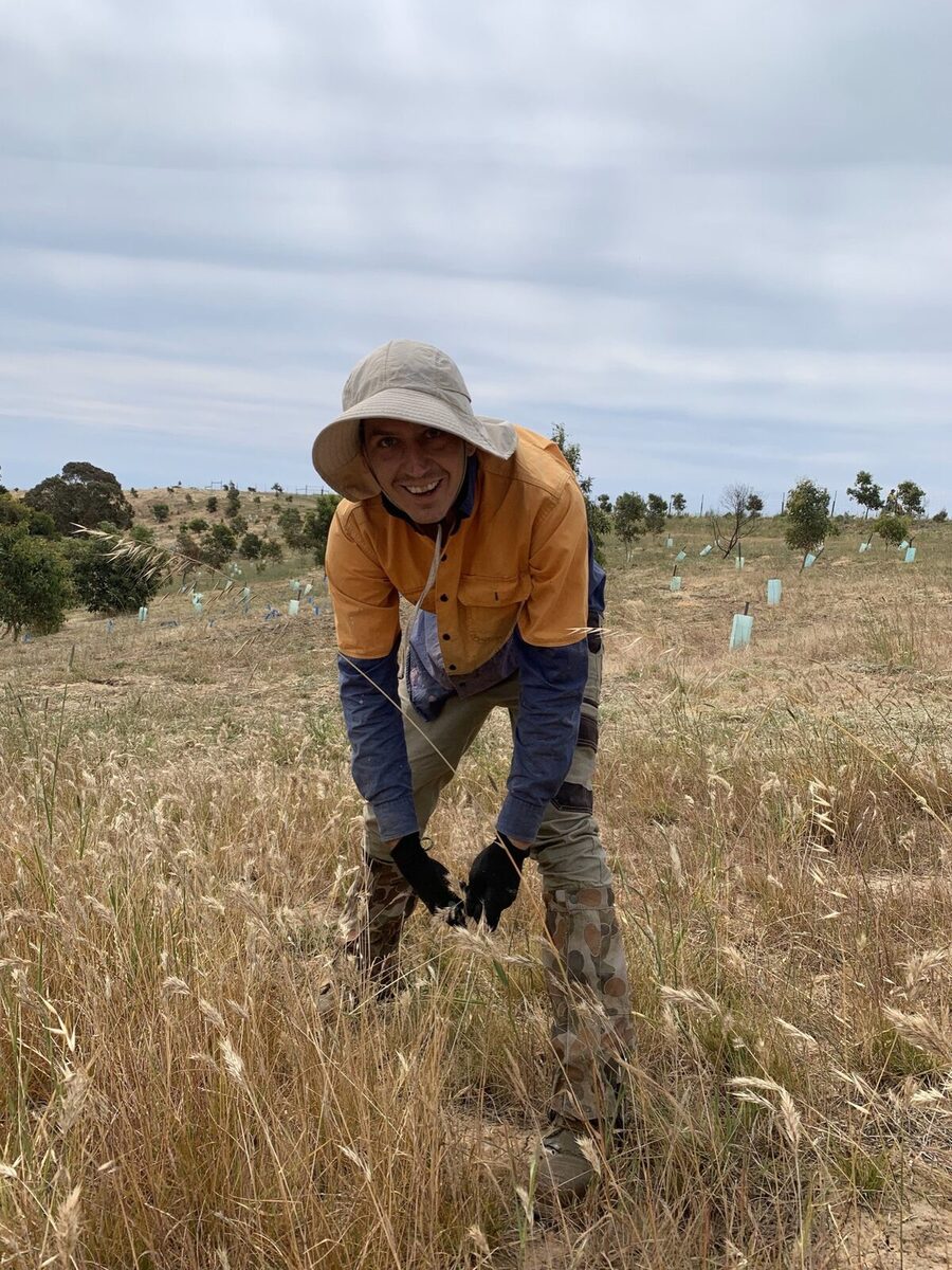 The wonders of wallaby grass