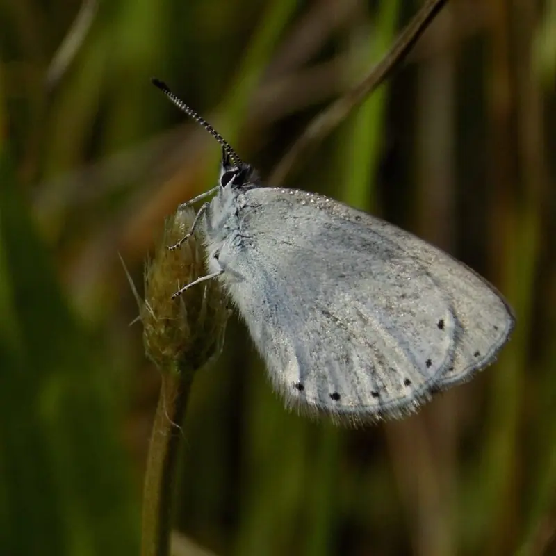 Another Rare species recorded at Forktree