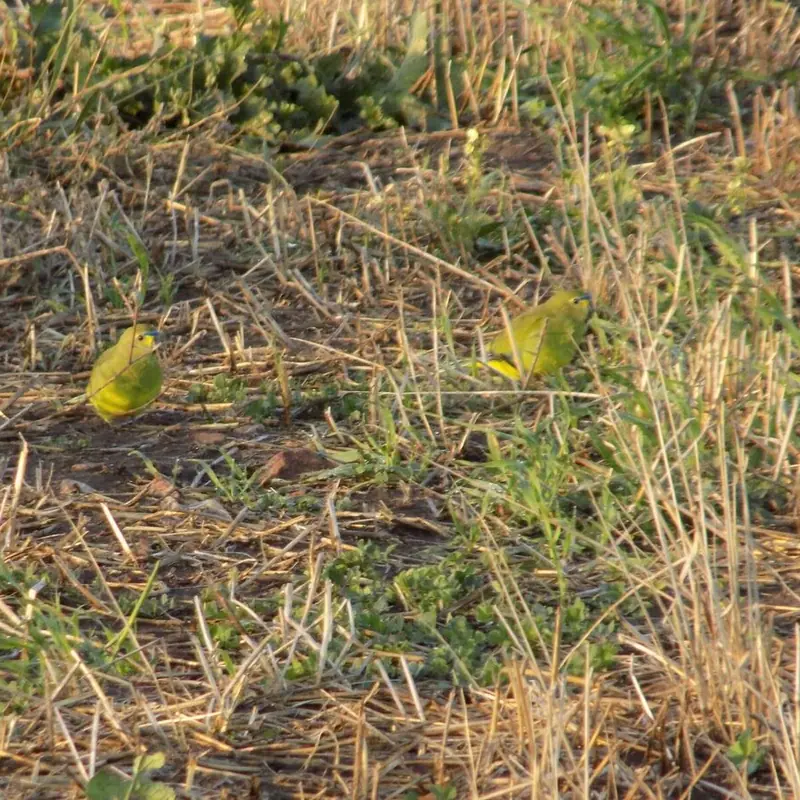 elegant parrots at forktree