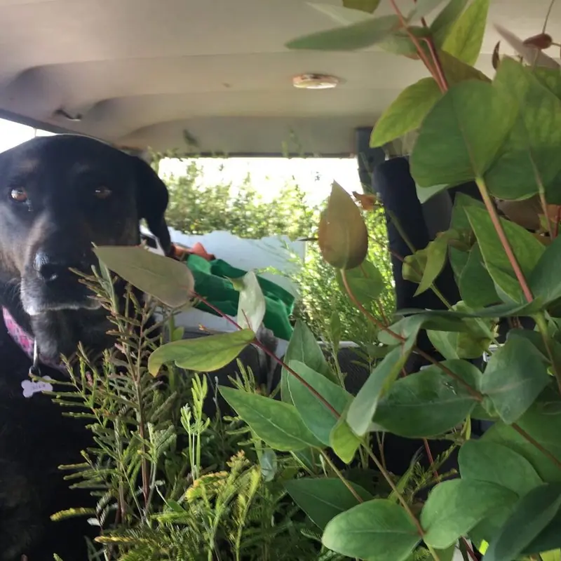 FIRST BATCH OF SAPLINGS MAKE THEIR WAY TO FORKTREE