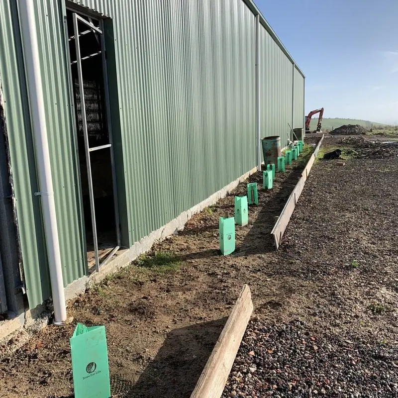 FIRST SAPLINGS IN POSITION