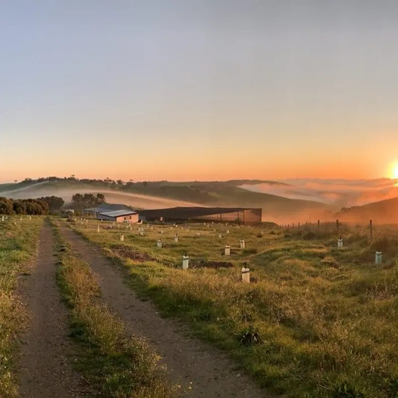 FLEURIEU FOG