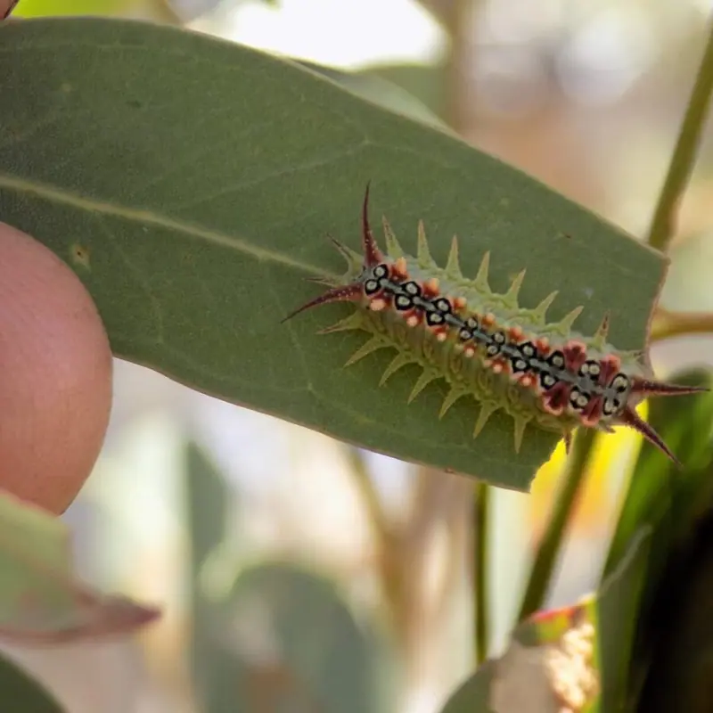 Forktree's 40th Lepidoptera species