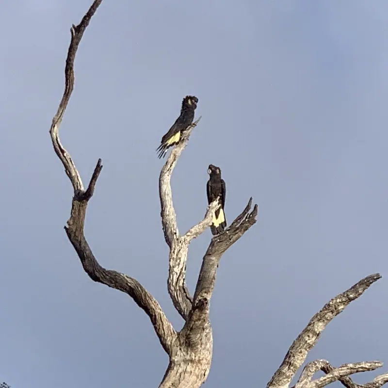 Forktree's First Threatened Bird Species