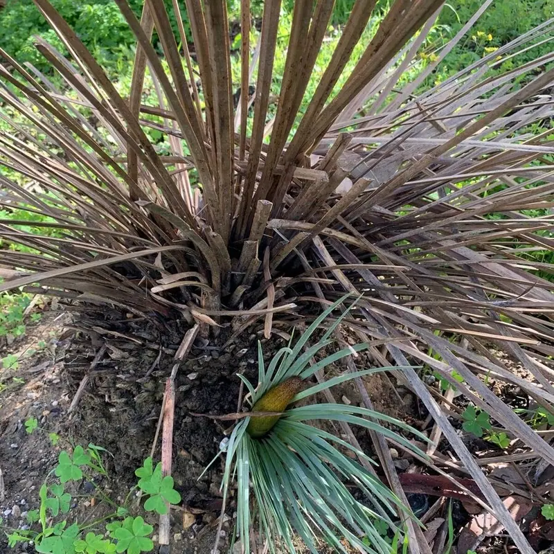 From big things little things grow