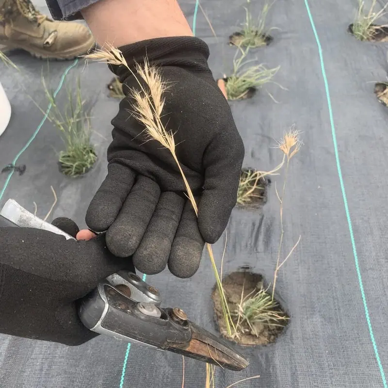 Grass seed harvest