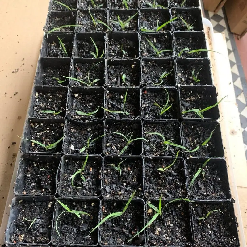 Green shoots of recovery