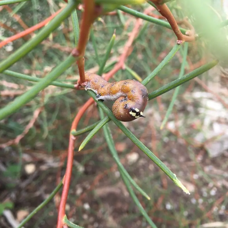 Hakea moth