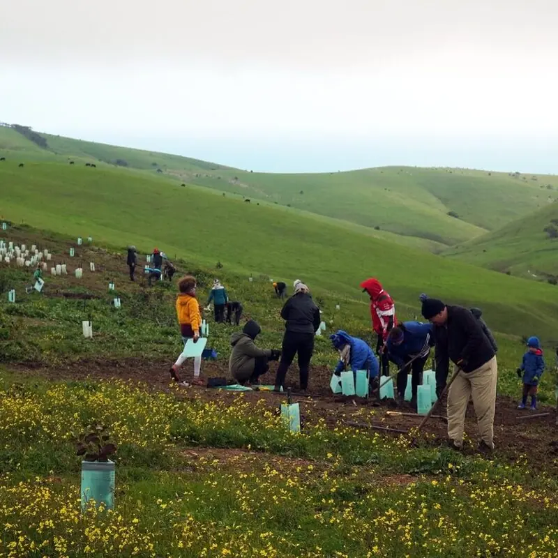national tree day at The forktree project