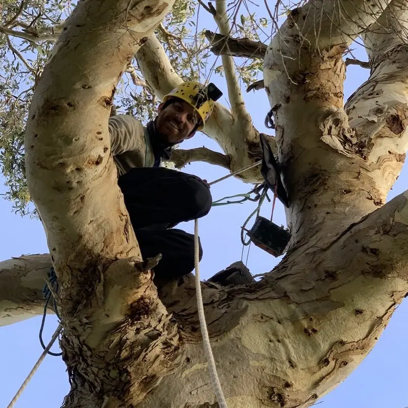 NEST BUILDING