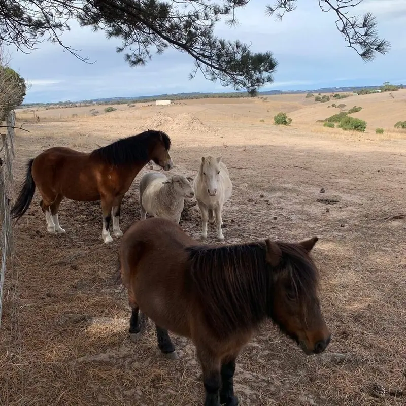 New friends at Forktree