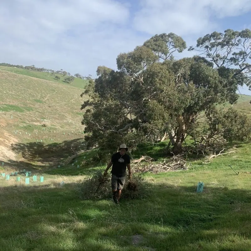 OLIVE ERADICATION