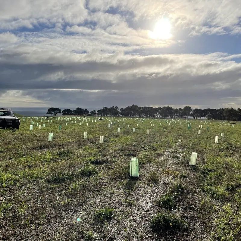 Power planting with Conservation Volunteers Australia