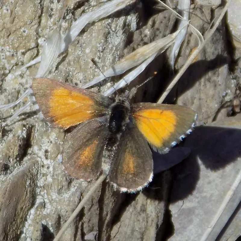 Rare Chequered Copper Butterfly at Forktree