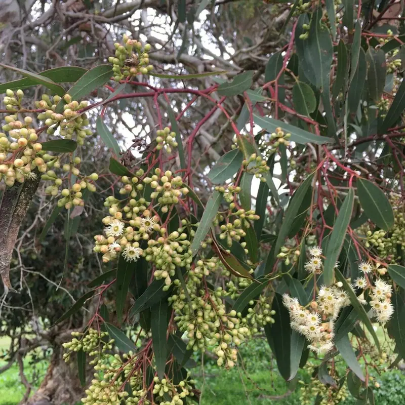 ripe