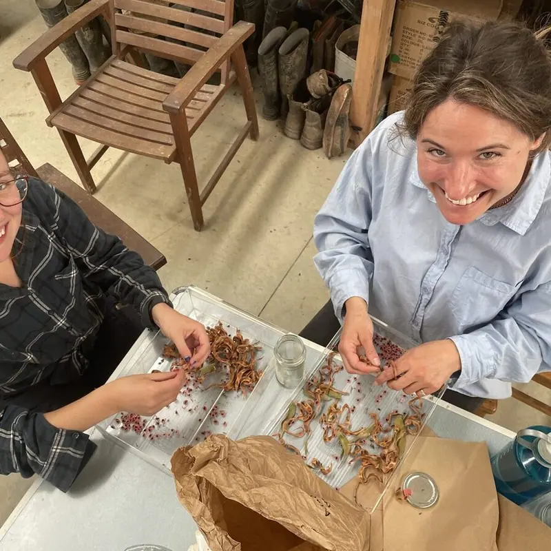 Seed cleaning