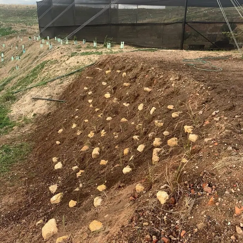 Slope stabilisation with native plants