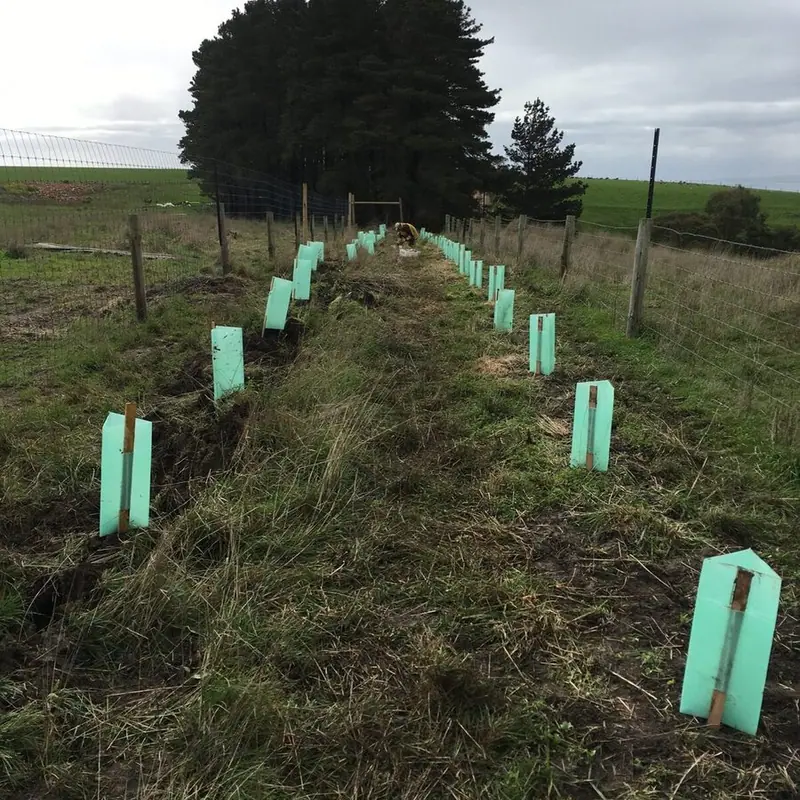THE FIRST WINDBREAK TAKES SHAPE