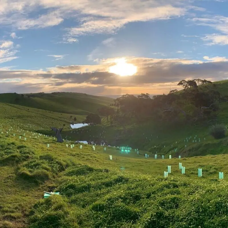 THE POTENTIAL OF TREE PLANTING