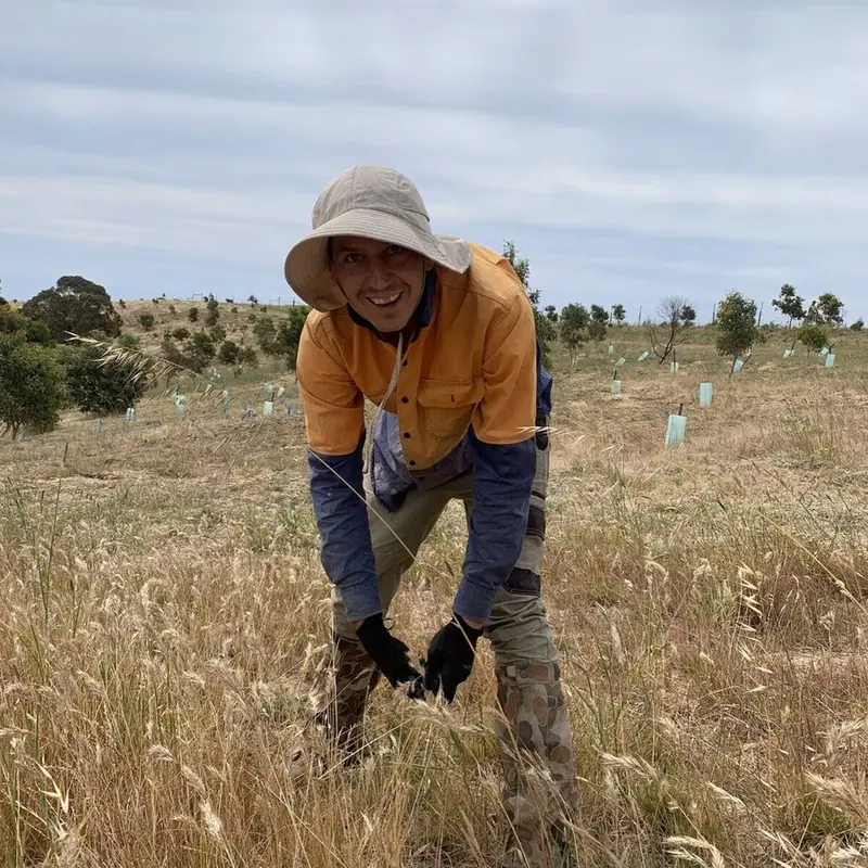 The wonders of wallaby grass
