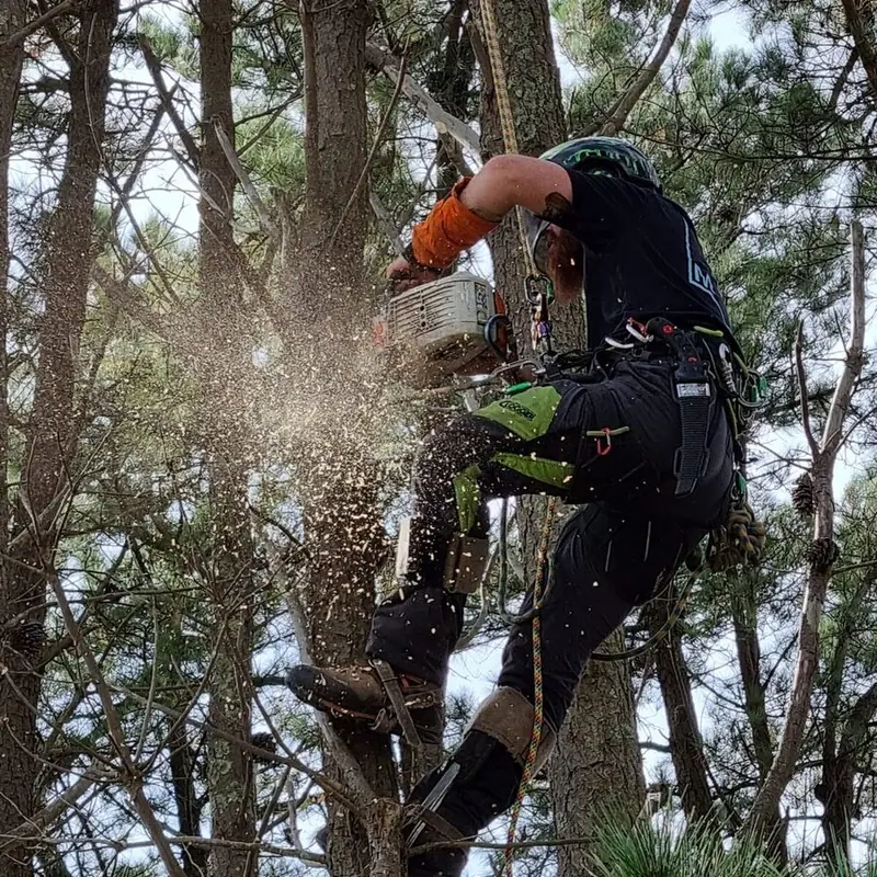 Timber tops