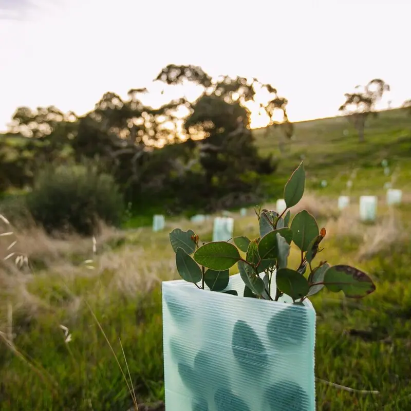 "Trees are more important now than ever before"