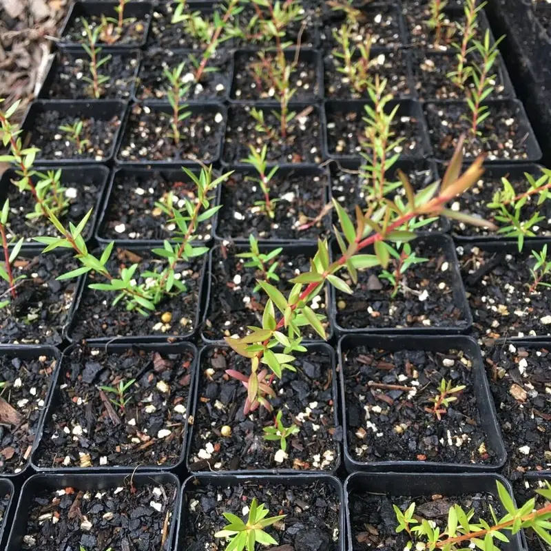 UNDERSTOREY FOUNDATIONS
