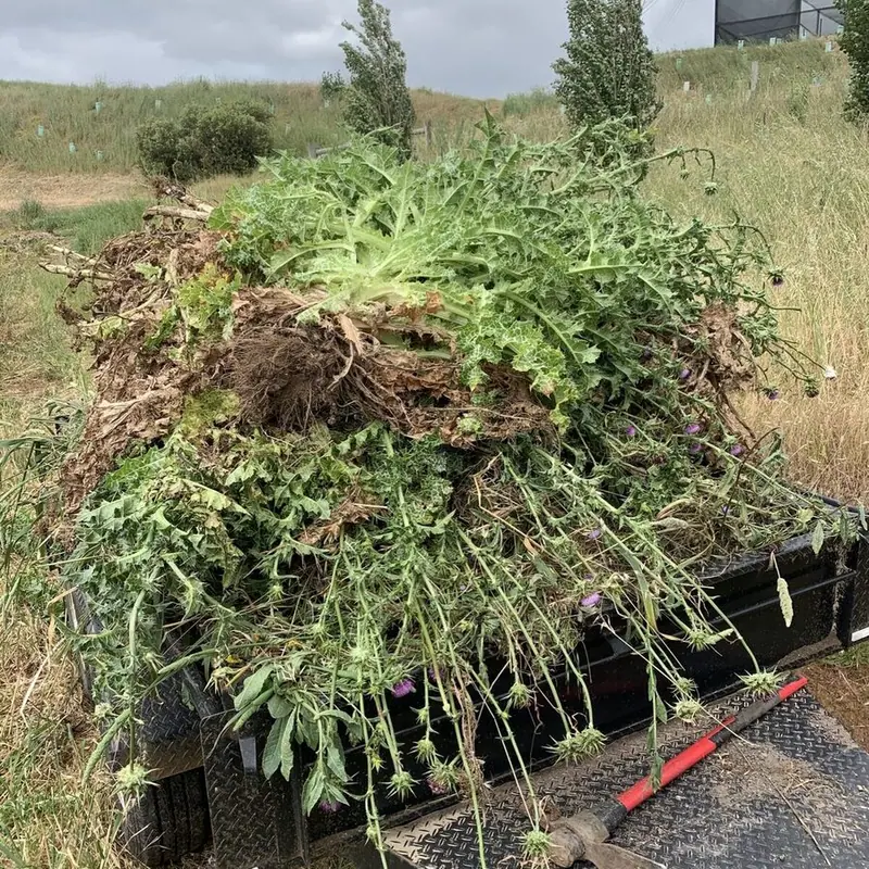 War of the Weeds Returns