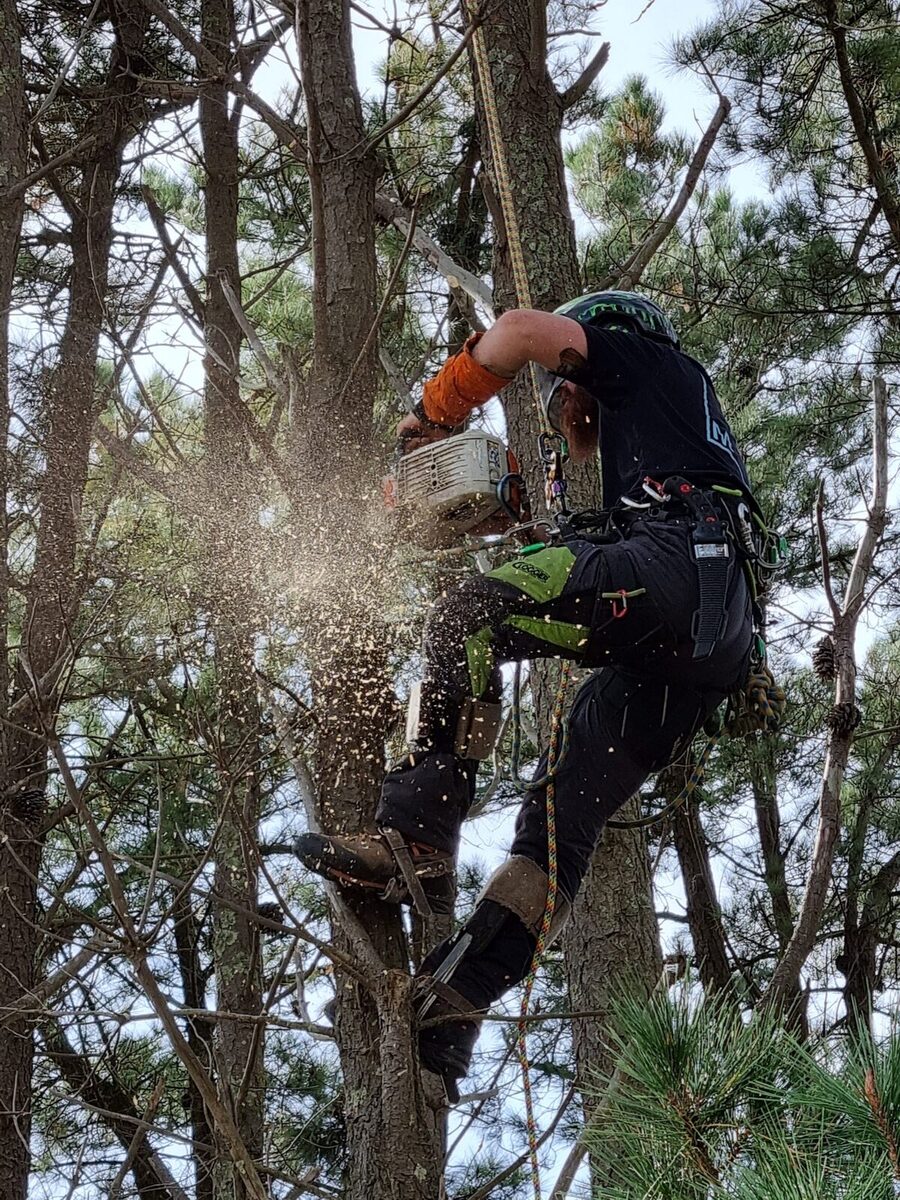 Timber tops