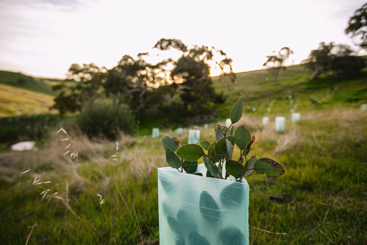 "Trees are more important now than ever before"