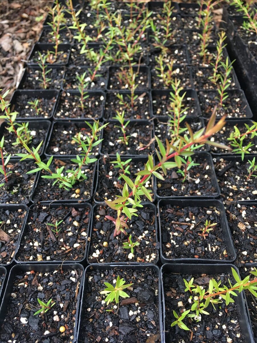 UNDERSTOREY FOUNDATIONS