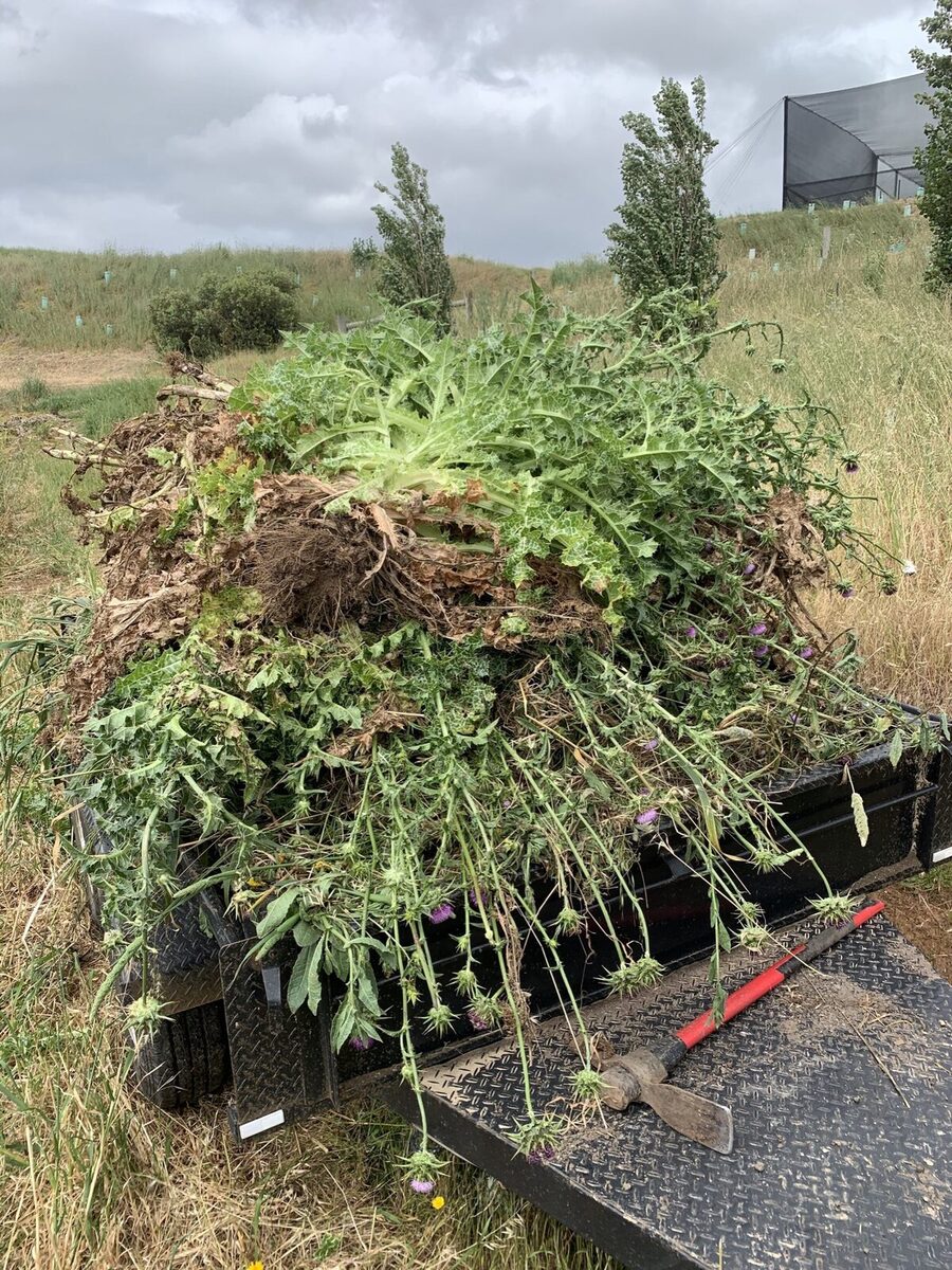 War of the Weeds Returns