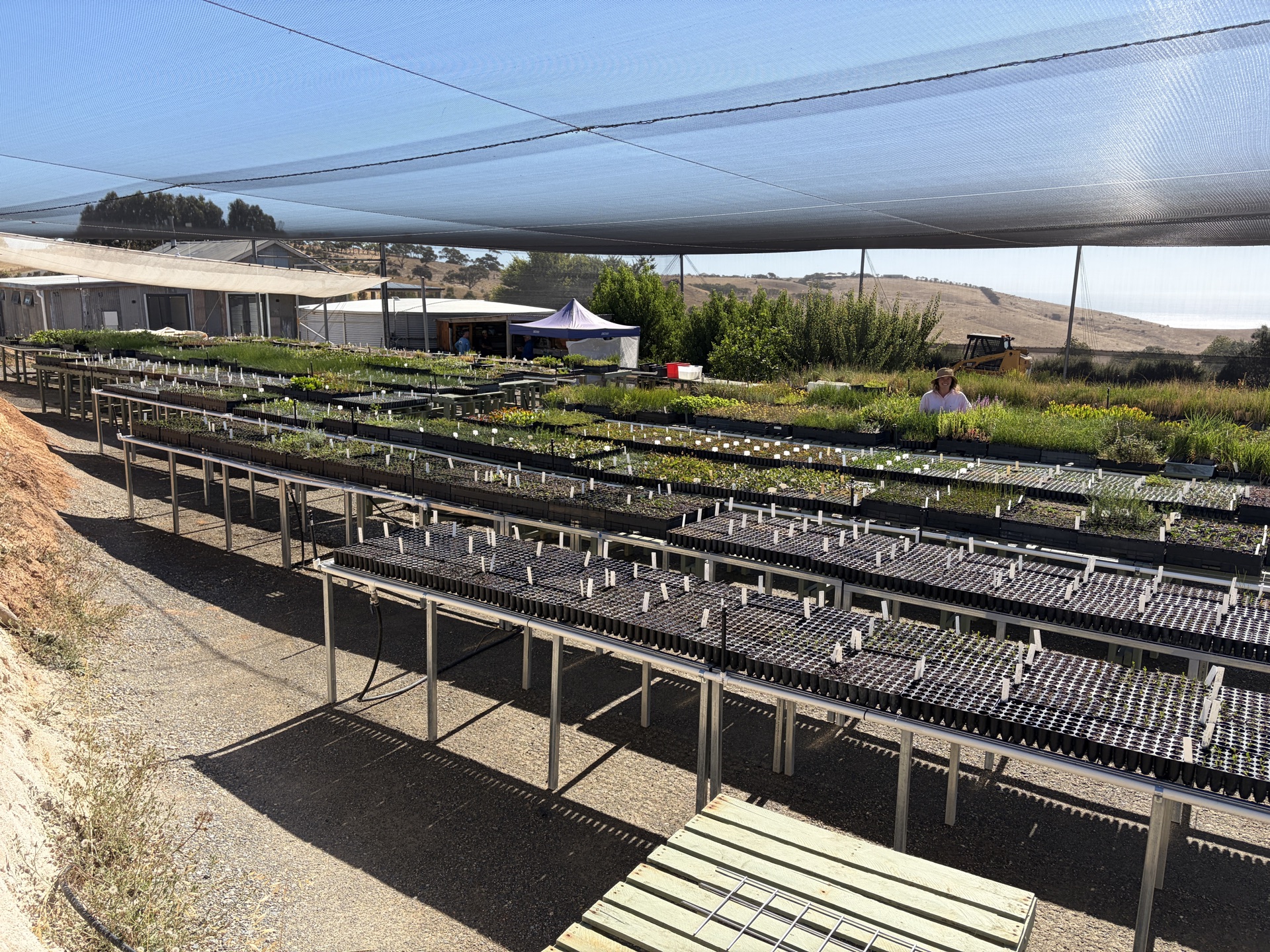 Benches of seedlings at The Forktree Project Nursery