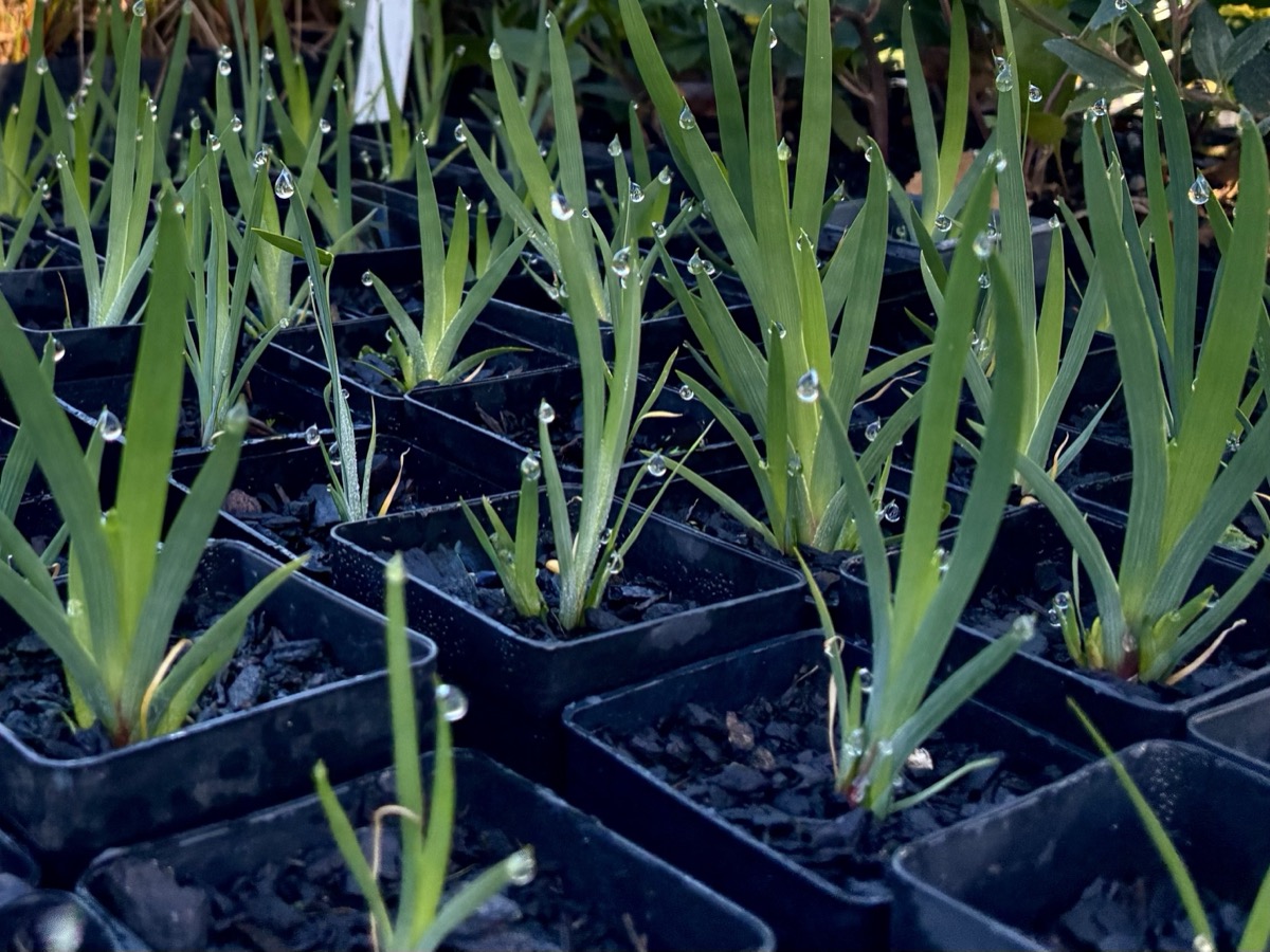 Long Purple-flag seedlings in the nursery